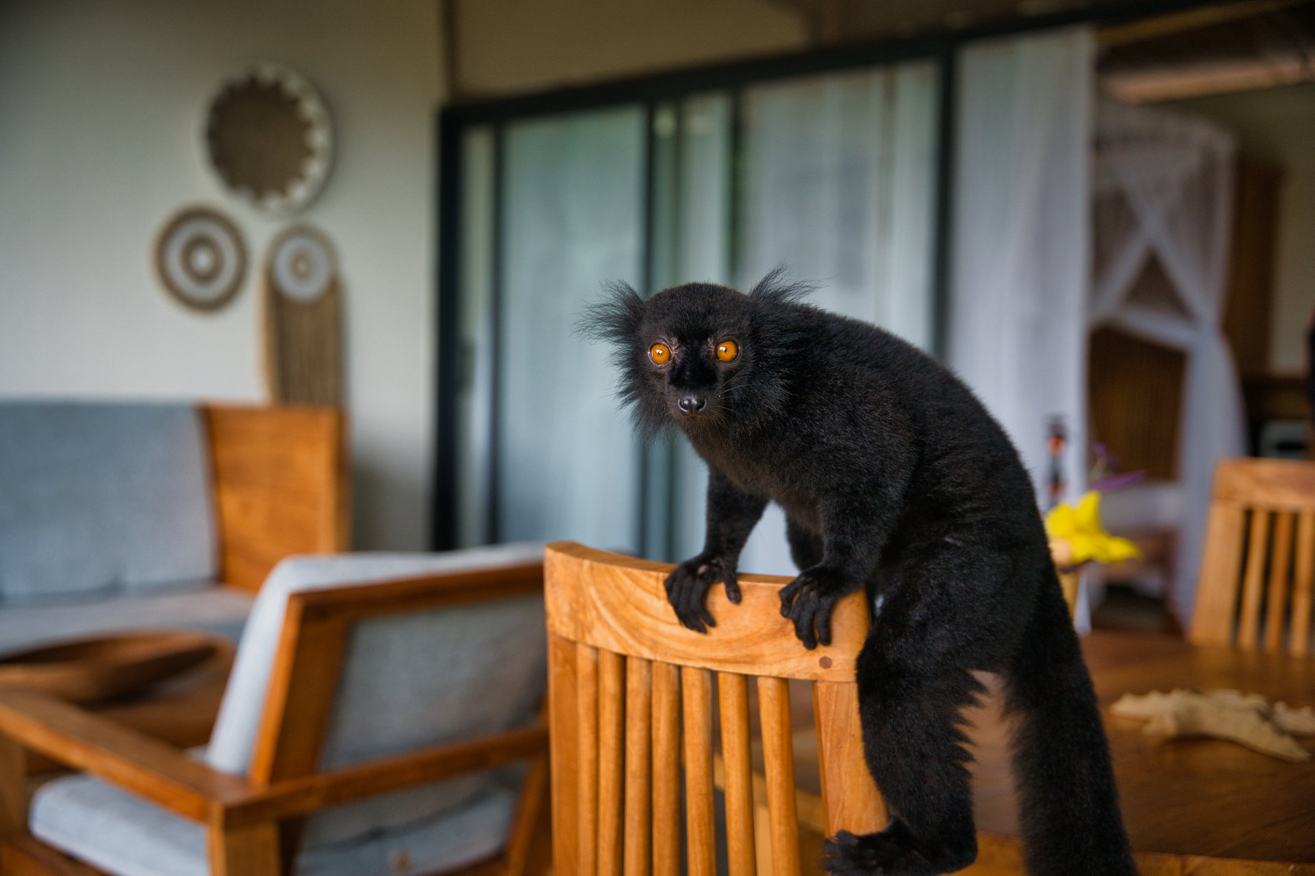 Wild black lemur with golden eyes perched in the lobby lounge at Makis' Vallée